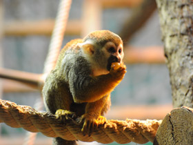 Фото Беличий саймири