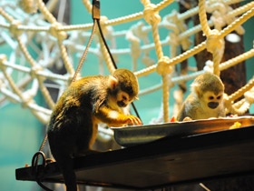 Фото Беличий саймири