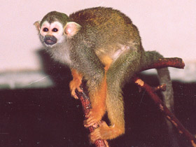 Фото Беличий саймири