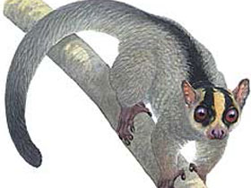 Смотреть фото Вильчатополосый лемур Амба Фото Вильчатополосый лемур Амба