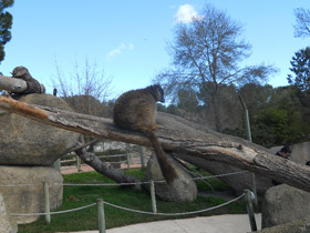 Смотреть фото Бурый лемур Фото Бурый лемур