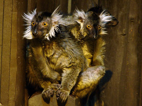 Смотреть фото Животные - символы Фото Животные - символы