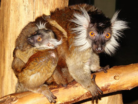 Смотреть фото Удивительные животные Мадагаскара. Часть 1 Фото Удивительные животные Мадагаскара. Часть 1