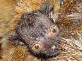 Смотреть фото Чёрный лемур Фото Чёрный лемур