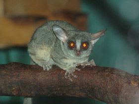 Смотреть фото Сенегальский галаго Фото Сенегальский галаго