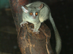 Смотреть фото Сенегальский галаго Фото Сенегальский галаго