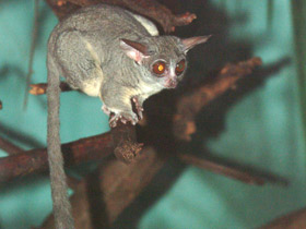 Смотреть фото Сенегальский галаго Фото Сенегальский галаго