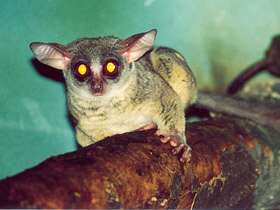 Смотреть фото Сенегальский галаго Фото Сенегальский галаго