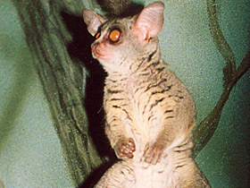 Смотреть фото Сенегальский галаго Фото Сенегальский галаго