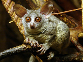 Смотреть фото Сенегальский галаго Фото Сенегальский галаго