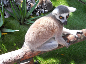 Смотреть фото Кошачий лемур Фото Кошачий лемур