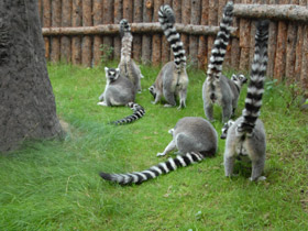 Смотреть фото Кошачий лемур Фото Кошачий лемур