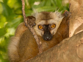 Фото Лемур Санфорда