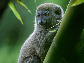 Фото Малый западный бамбуковый лемур