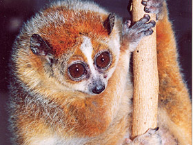 Смотреть фото Толстый лори Фото Толстый лори