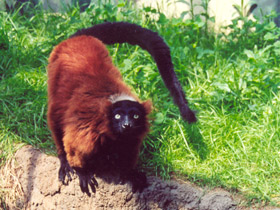 Смотреть фото Рыжий вари Фото Рыжий вари