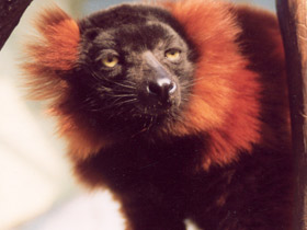 Смотреть фото Рыжий вари Фото Рыжий вари