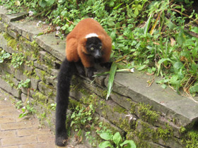 Смотреть фото Рыжий вари Фото Рыжий вари