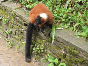 Смотреть фото Рыжий вари Фото Рыжий вари