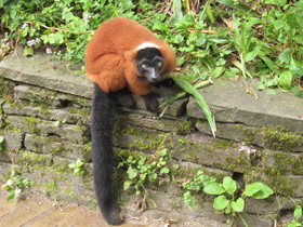 Смотреть фото Рыжий вари Фото Рыжий вари