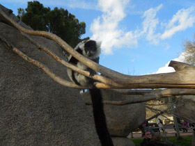 Смотреть фото Лемур вари Фото Лемур вари