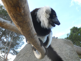 Смотреть фото Лемур вари Фото Лемур вари