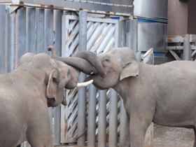 Смотреть фото Индийский слон Фото Индийский слон