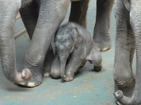 Смотреть фото Индийский слон Фото Индийский слон