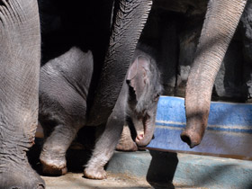 Смотреть фото Индийский слон Фото Индийский слон