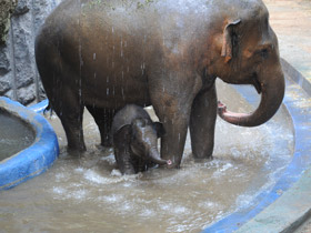 Смотреть фото Индийский слон Фото Индийский слон