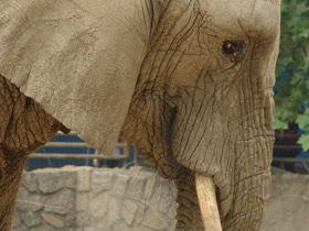 Смотреть фото Африканский слон Фото Африканский слон