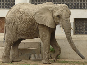 Смотреть фото Африканский слон Фото Африканский слон