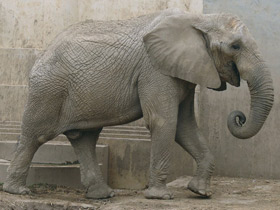 Смотреть фото Африканский слон Фото Африканский слон