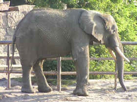 Смотреть фото Африканский слон Фото Африканский слон