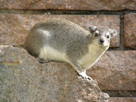 Фото Даман Брюса