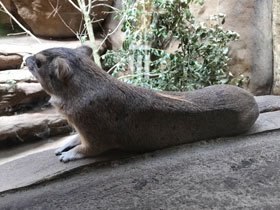 Фото Даман Брюса