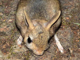 Смотреть фото Малый тушканчик Фото Малый тушканчик