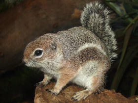 Смотреть фото Антилоповый суслик Фото Антилоповый суслик