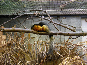 Смотреть фото Белка Превоста Фото Белка Превоста