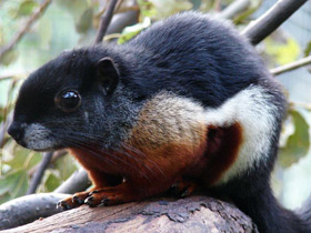 Смотреть фото Белка Превоста Фото Белка Превоста