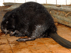 Смотреть фото Бобры: грызущие в осиннике Фото Бобры: грызущие в осиннике