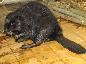 Смотреть фото Бобры: грызущие в осиннике Фото Бобры: грызущие в осиннике