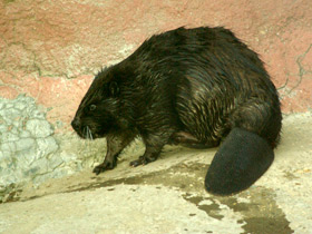 Смотреть фото Бобры: грызущие в осиннике Фото Бобры: грызущие в осиннике