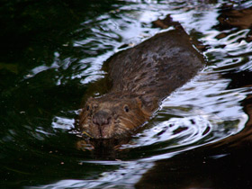 Смотреть фото Бобры: грызущие в осиннике Фото Бобры: грызущие в осиннике