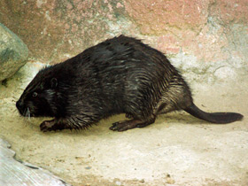 Смотреть фото Загадки для детей с ответами Фото Загадки для детей с ответами