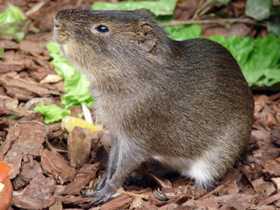 Смотреть фото Большая свинка Фото Большая свинка