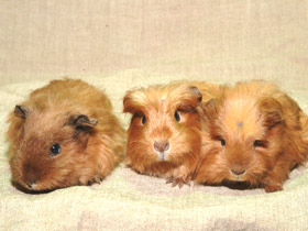 Смотреть фото Морская свинка Фото Морская свинка