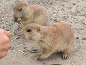 Смотреть фото Чернохвостая луговая собачка Фото Чернохвостая луговая собачка