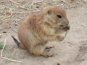 Смотреть фото Чернохвостая луговая собачка Фото Чернохвостая луговая собачка