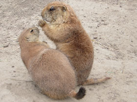 Смотреть фото Чернохвостая луговая собачка Фото Чернохвостая луговая собачка